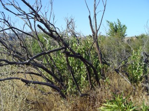 Manzanita crown sprouting after the fires