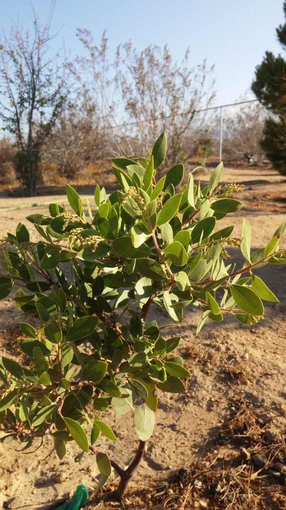 Arctostaphylos glauca, Bigberry Manzanita:  a chaparral shrub we grow here.