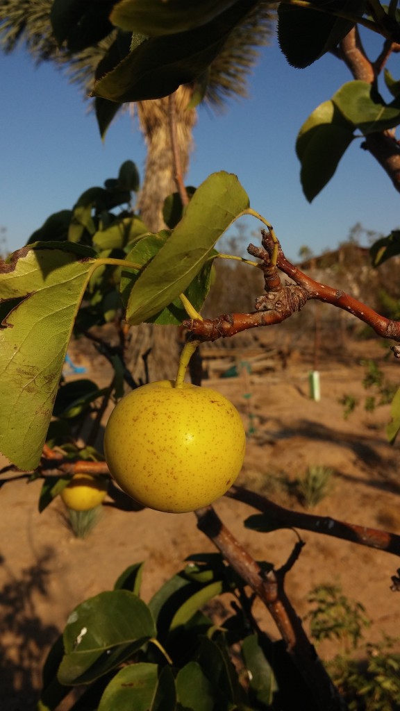 Asian Pear: grows well in semi arid regions with some altitude in parts of Asia and happy here.  I've been growing Asian Pears for 25 years in this part of the high desert.