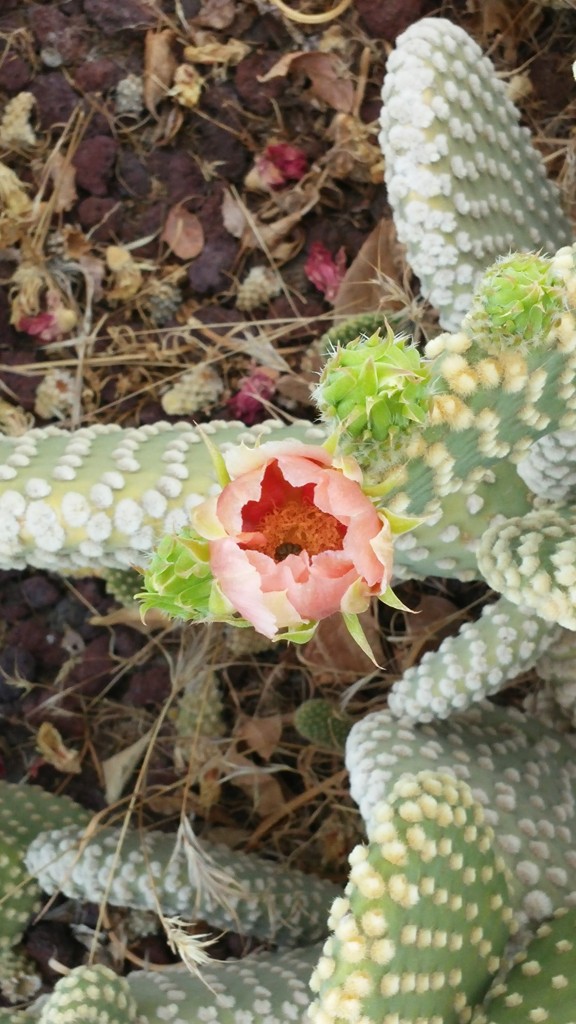 cactus flower3